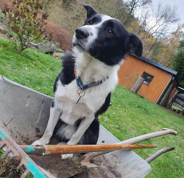 Balou aus unserem A-Wurf
