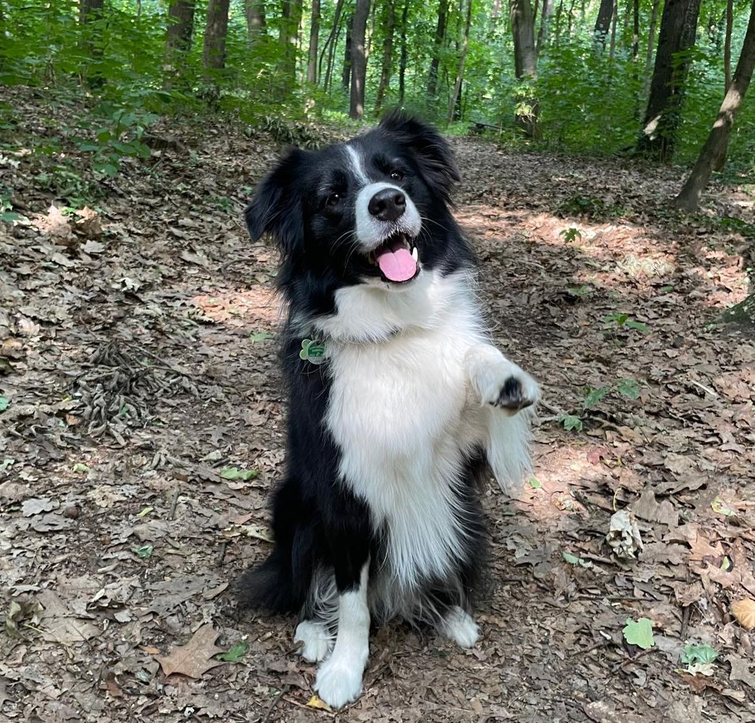 Border Collie Hündin Molly aus unserem A-Wurf