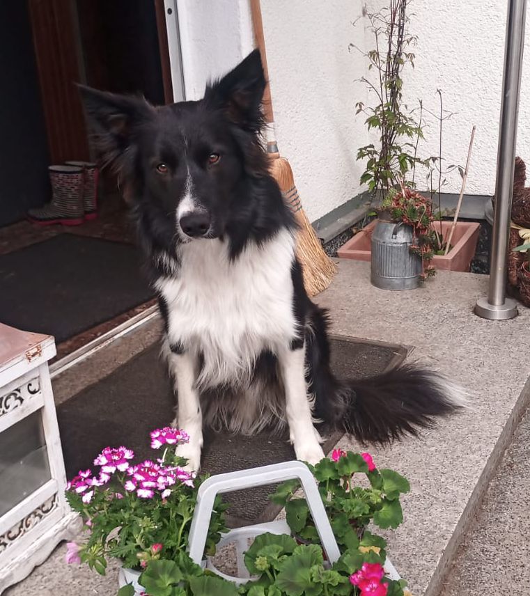 Eddy aus unserem E-Wurf