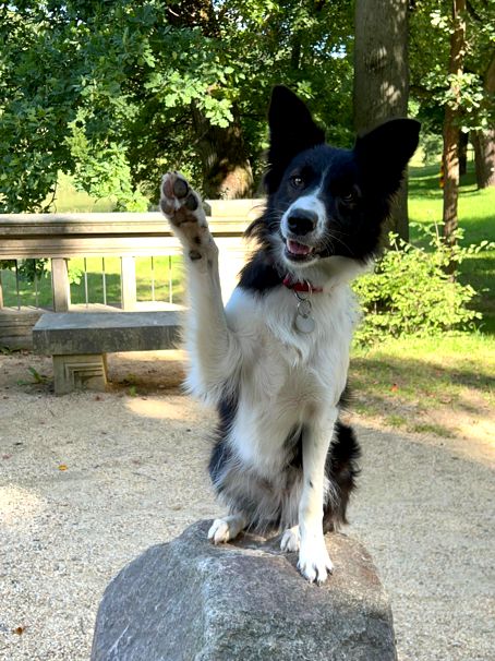 Border Collie Elly aus unserem B-Wurf
