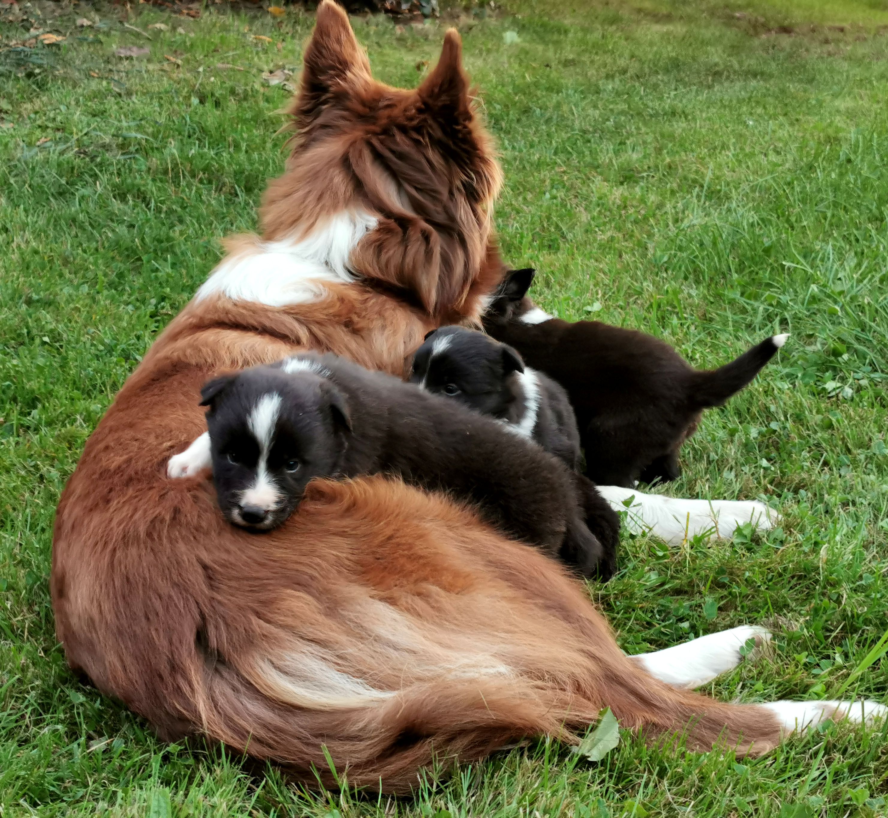 Lilly völlig entspannt mit Welpen