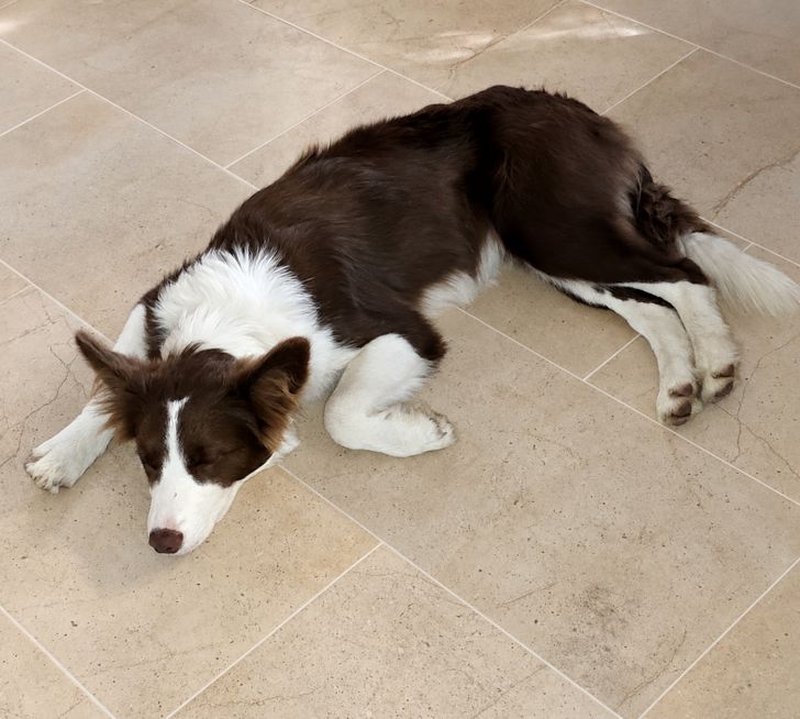 Border Collie Maya schläft ausgestreckt auf dem Fußboden