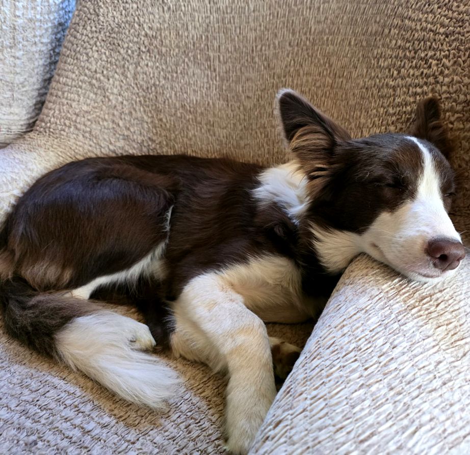 Border Collie Maya schläft entspannt im Sessel