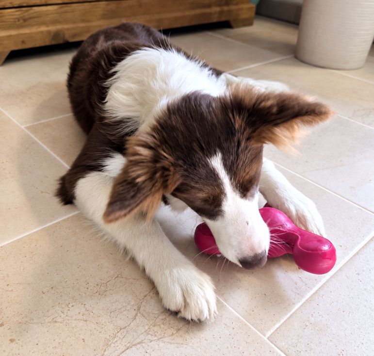 Border Collie Junghund bei einer ruhigen Beschäftigung