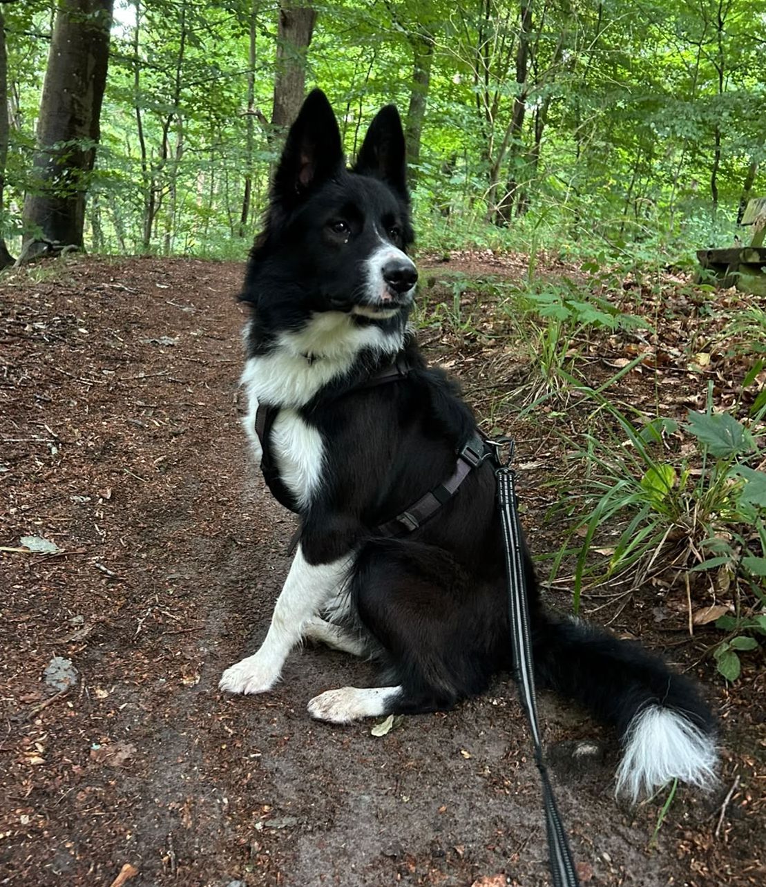 Border Collie Rüde Milo aus unserem F-Wurf