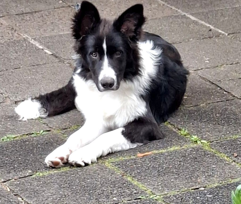 Percy aus unserem F-Wurf